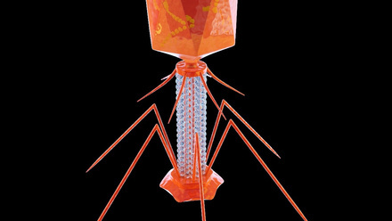 bacteriophage 2.jpg