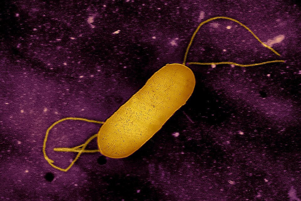 listeria_bacterium__53895764485_614745_crop.jpg