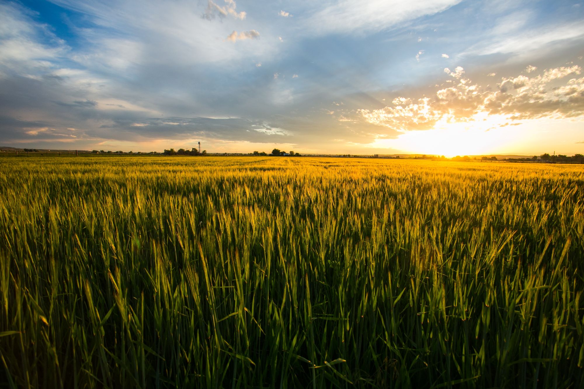 Fields.jpg