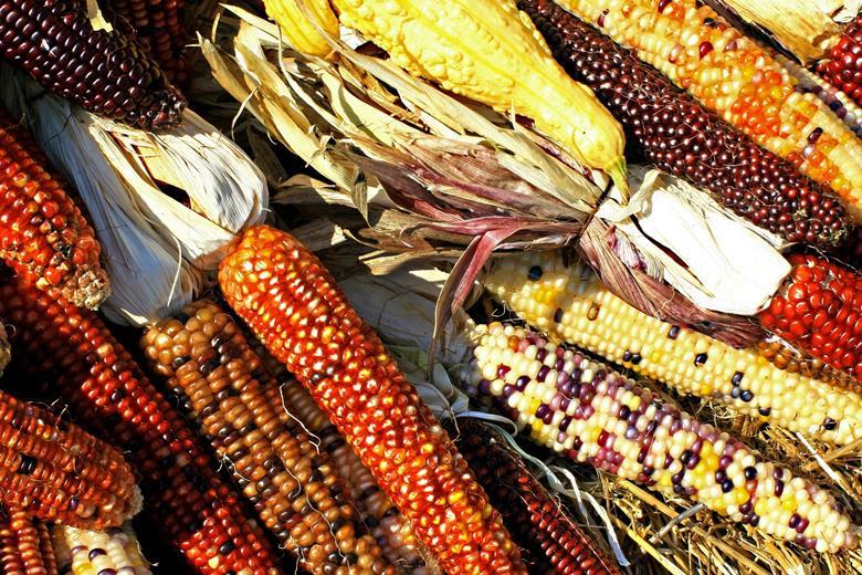20927_corn_127615.jpg
