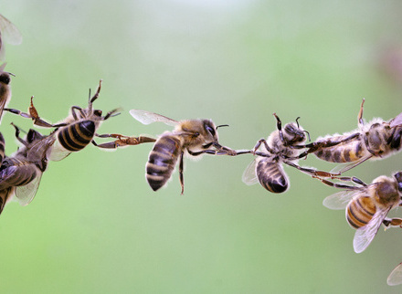 Bees Partnership