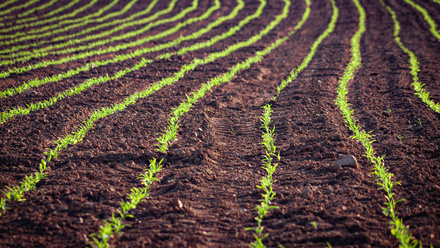 Healthy_Land_Planting_Crop_web.jpg