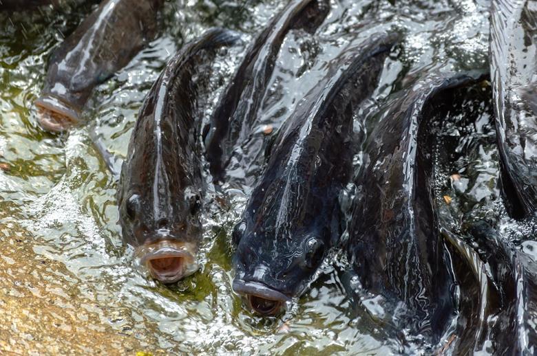 4658_tilapia3869240_1280_922774.jpg