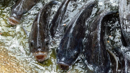 4658_tilapia3869240_1280_922774.jpg