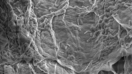6580_peribacillus_282408 (1).jpg