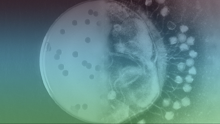 Phage.png