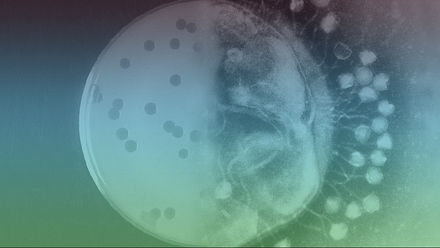 Phage.png