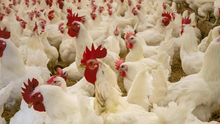 12986_pexelsncfarmbureaumark2253583_216153_crop.jpg