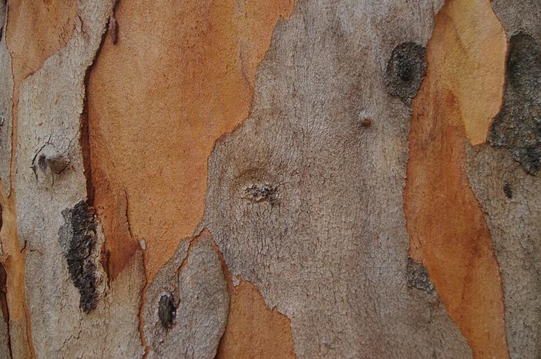 17641_eucalyptus_propinqua_bark_7th_brigade_park_chermside_imgp0145_75818.jpg
