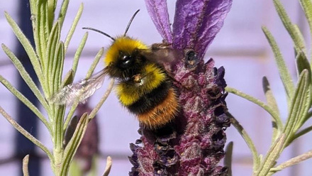 6634_bumblebee_132394_crop (1).jpg