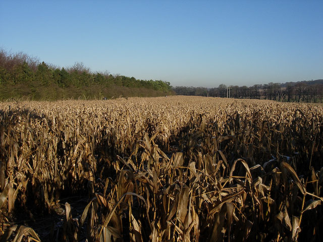 cover crop.jpg