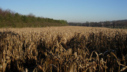 cover crop.jpg