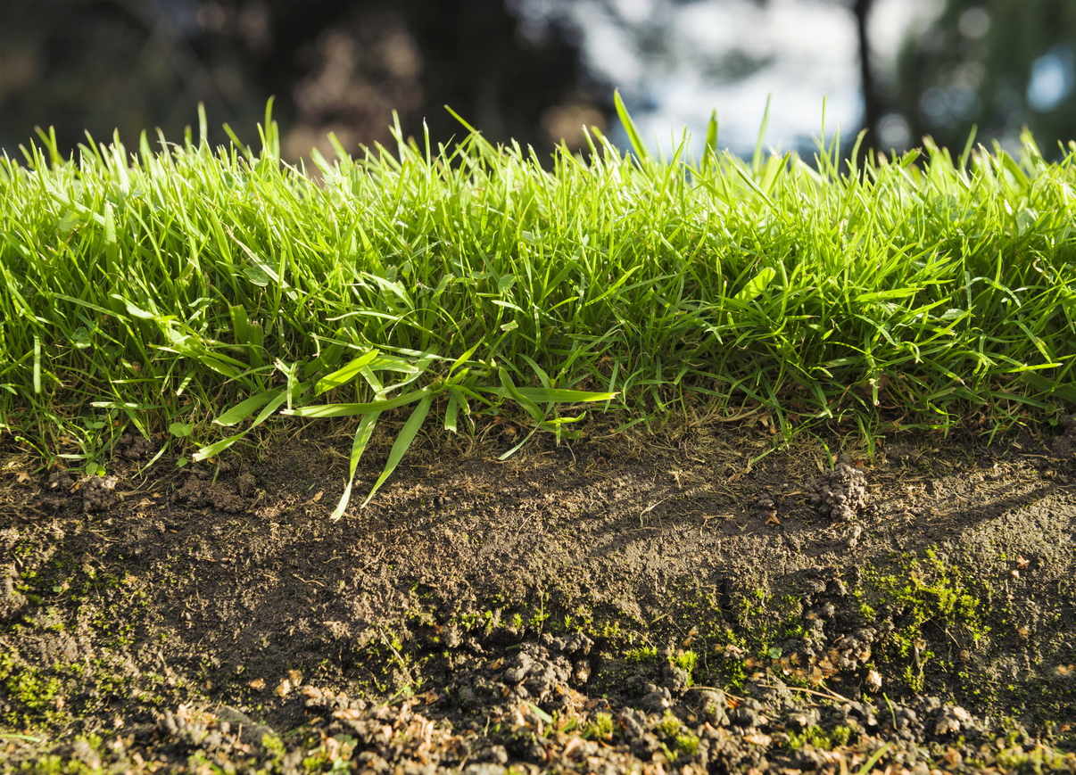 Soil layers grass.jpg