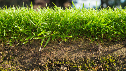 Soil layers grass.jpg