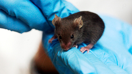 Lab mouse
