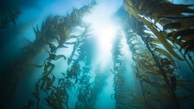 Kelp Forest.jpg