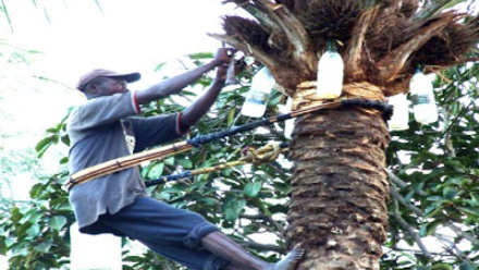 Palm wine fermentation