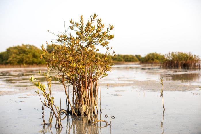 10020_lowres_mangrove_369408_crop.jpg