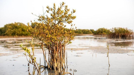 10020_lowres_mangrove_369408_crop.jpg