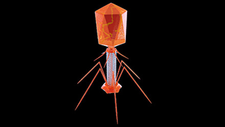 Bacteriophage TOC