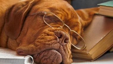 Dog tired reading.jpg