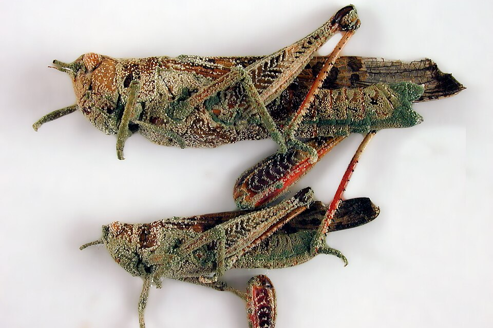 csiro_scienceimage_1367_locusts_attacked_by_the_fungus_metarhizium_245141_crop.jpg