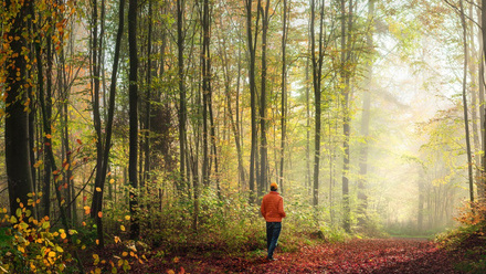 woods walk.jpg