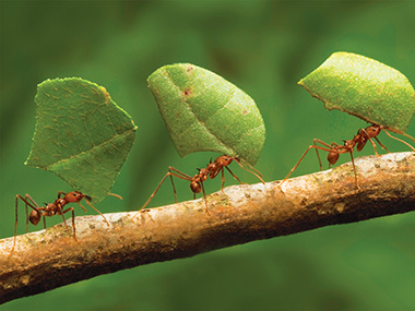 leafcutter ants