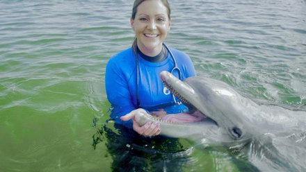 6526_dolphin1_133343_crop.jpg