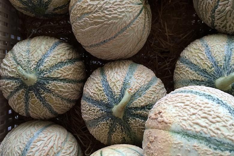 4594_cantaloupe1665850_1280_944369_crop.jpg