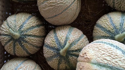 4594_cantaloupe1665850_1280_944369_crop.jpg