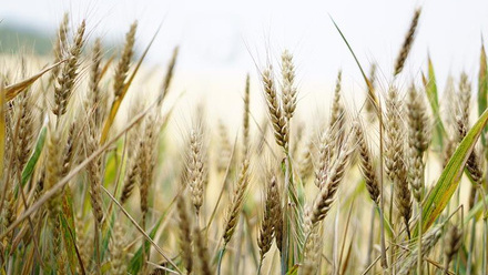 4077_wheat1556698_1280_846773.jpg