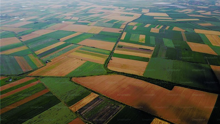 Bird's eyes aerial view photo from flying drone of fields before harvest at summer in the countryside_.jpg