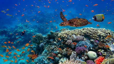 Coral Reef and Turtle.jpg