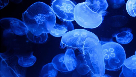 Jellyfish.jpg