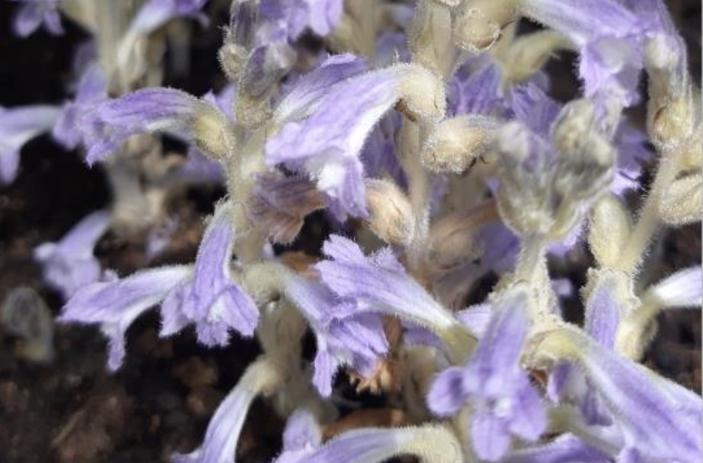 Broomrape.PNG