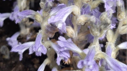 Broomrape.PNG