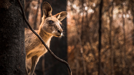 Kangaroo.jpg