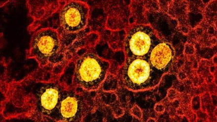 6873_novel_coronavirus_sarscov2_omicron_52241171666_49633_crop.jpg