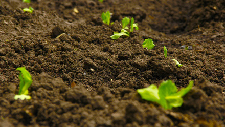 soil_with_sprouts.jpg