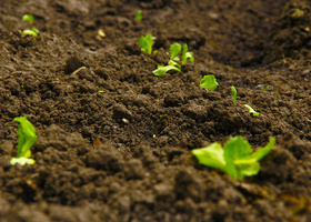 soil_with_sprouts.jpg