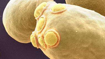 Budding yeast