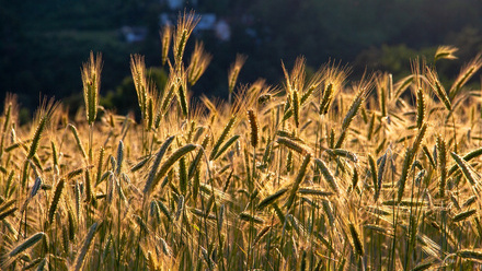 grain7273677_1280_745189.jpg