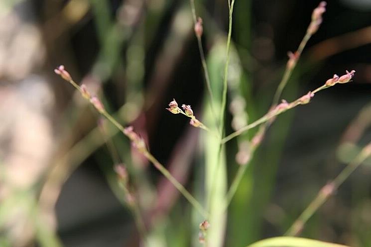 8485_panicum_virgatum_shenandoah_2zz1_651797_crop.jpg