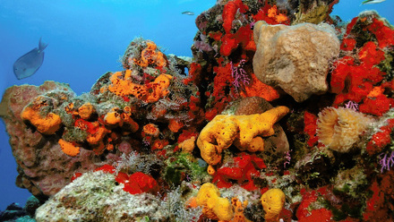 Sea sponges under the sea