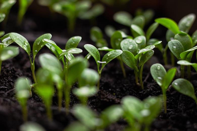 4961_seedlings7110591_1280_529867_crop.jpg