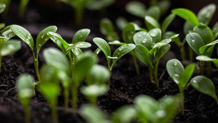 4961_seedlings7110591_1280_529867_crop.jpg
