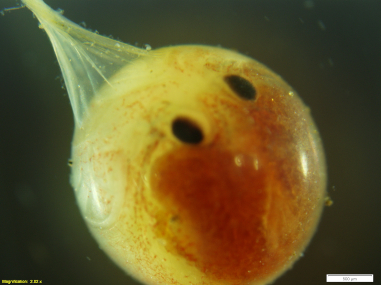 Crayfish Egg Eyes