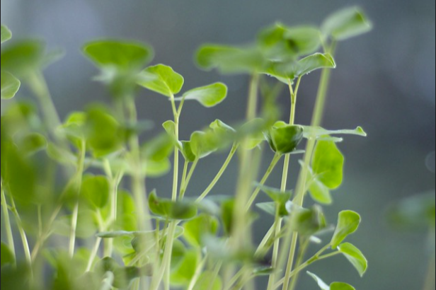 5079_buckwheat_473805_crop.png