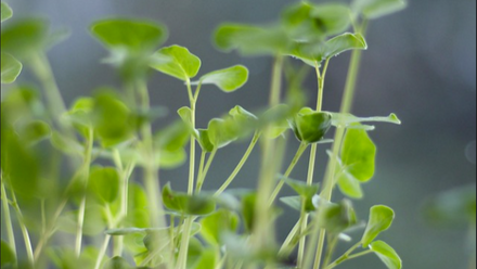5079_buckwheat_473805_crop.png